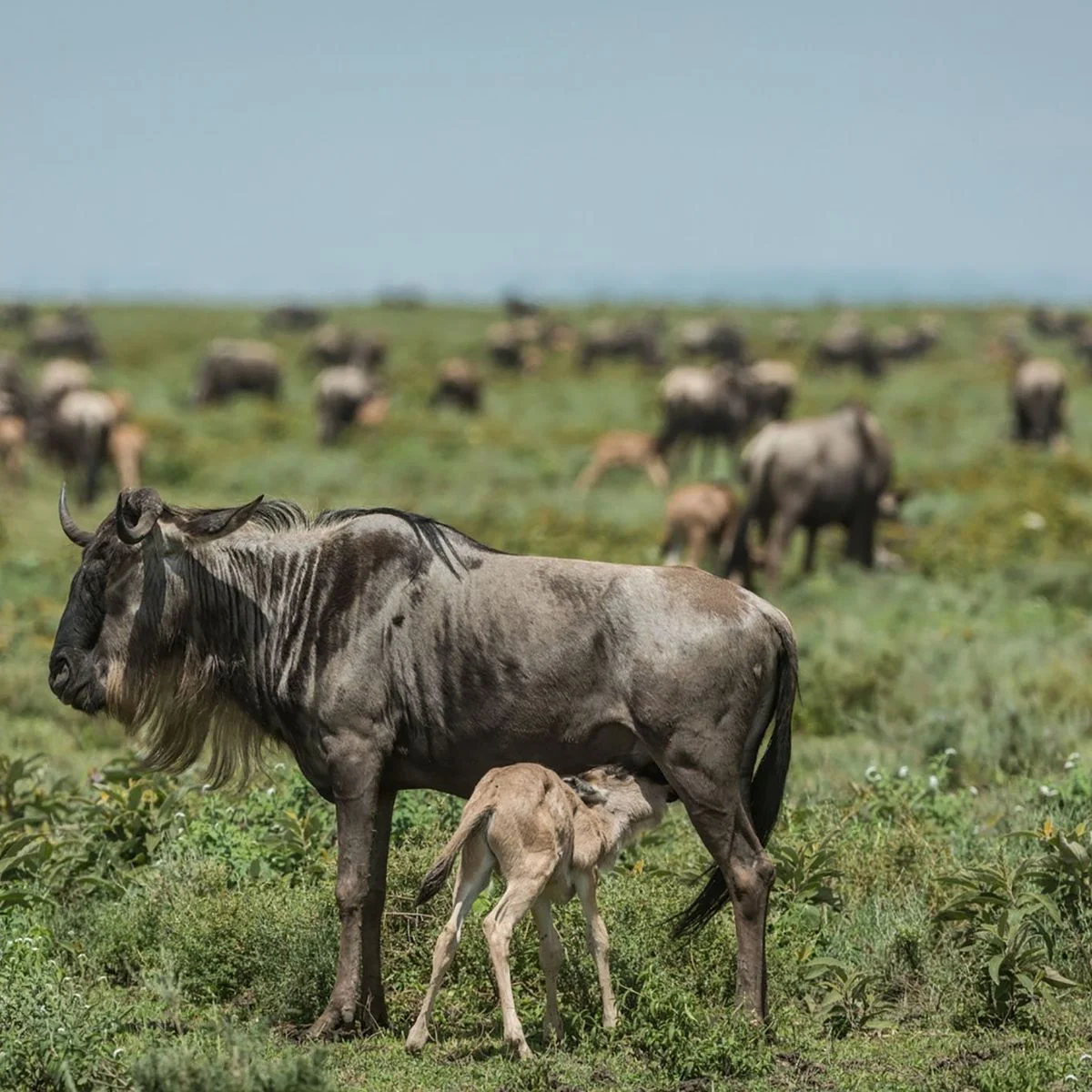 5-Day Ndutu Wildebeest Calving Season (Dec - March)