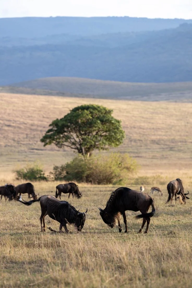 8-Day Calving Season Wildlife Safari (Dec - March)