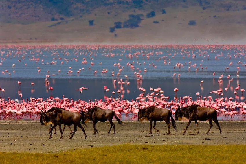 Lake Manyara landscape and wildlife