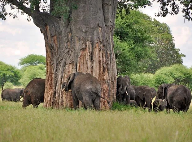 Tarangire landscape and wildlife