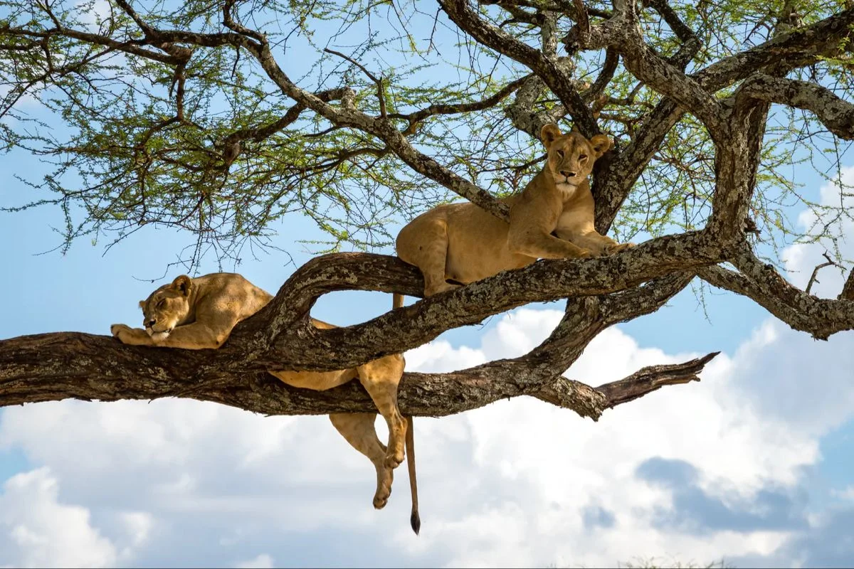 5-Day Tanzania Luxury Safari