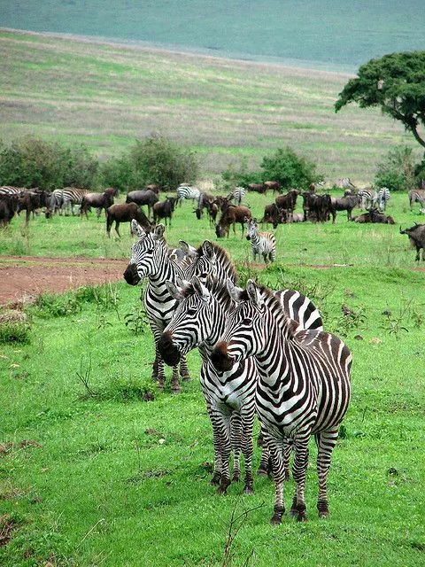 4-Day Short Luxury Safari Adventure