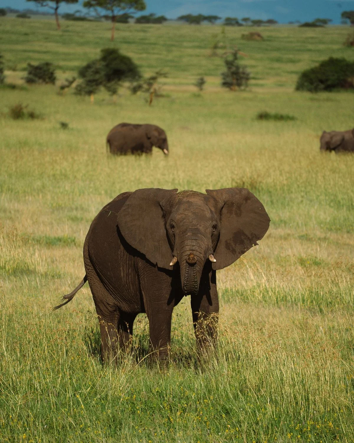 5-Day Tanzania Highlights Wildlife Safari