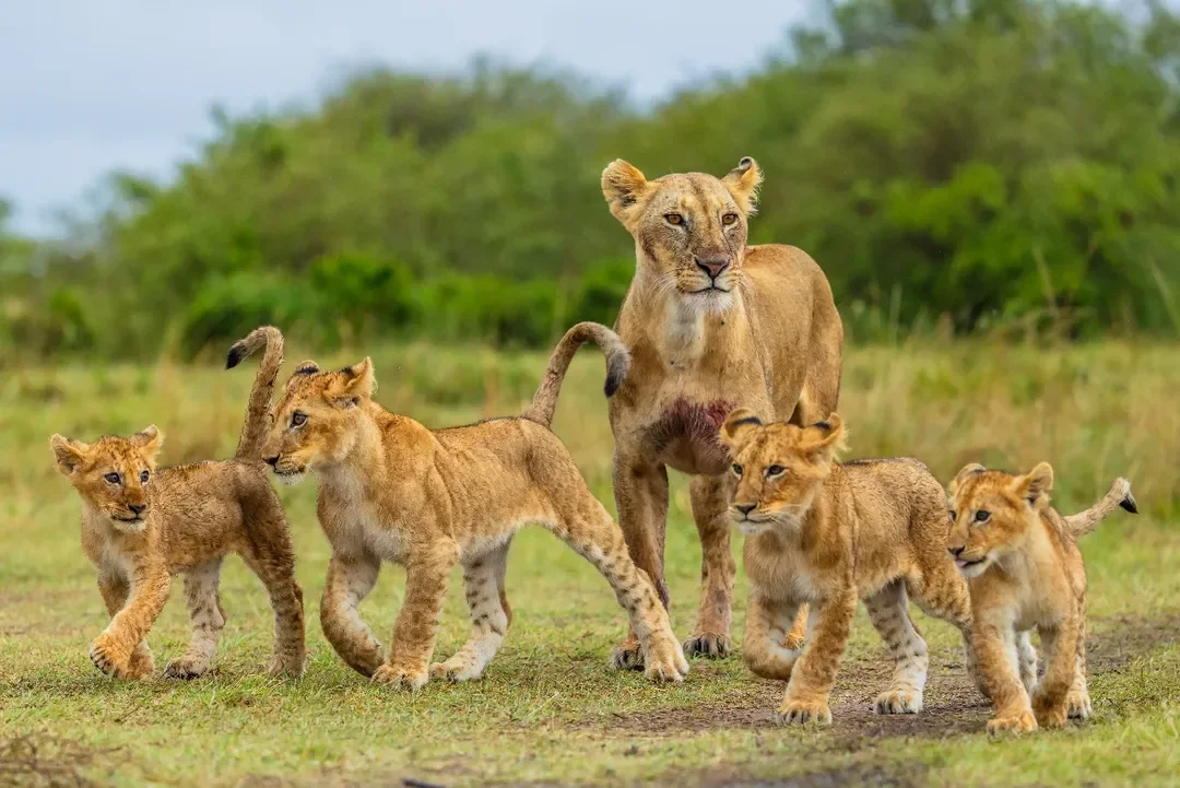 4 Days Tanzania Luxury Safari