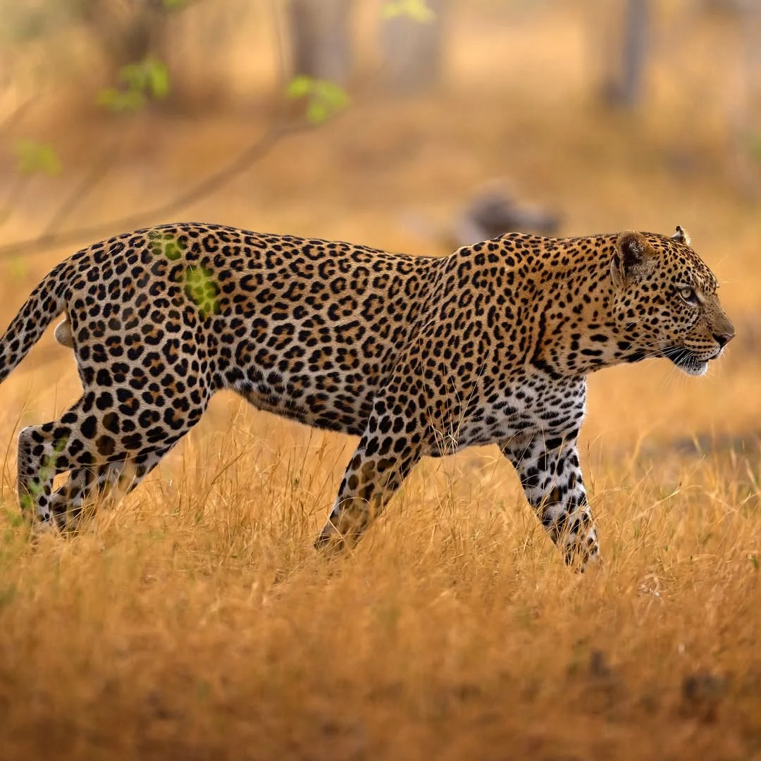 3 Days Serengeti Classic Safari