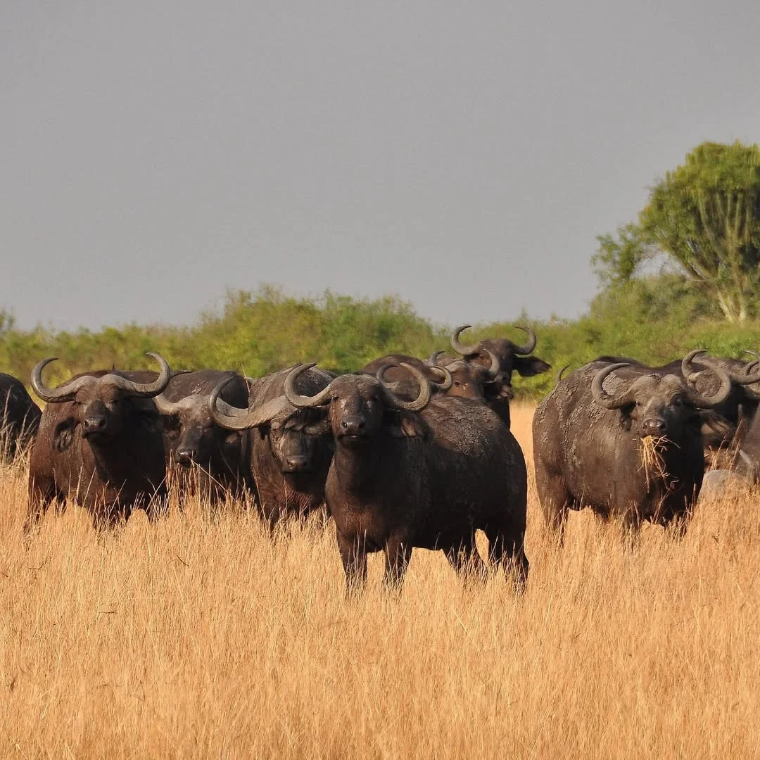 5 Days Tanzania Magic Safari