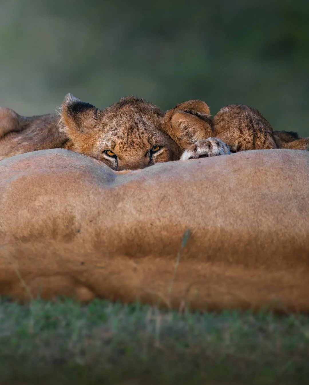 7 Days Serengeti Migration Safari