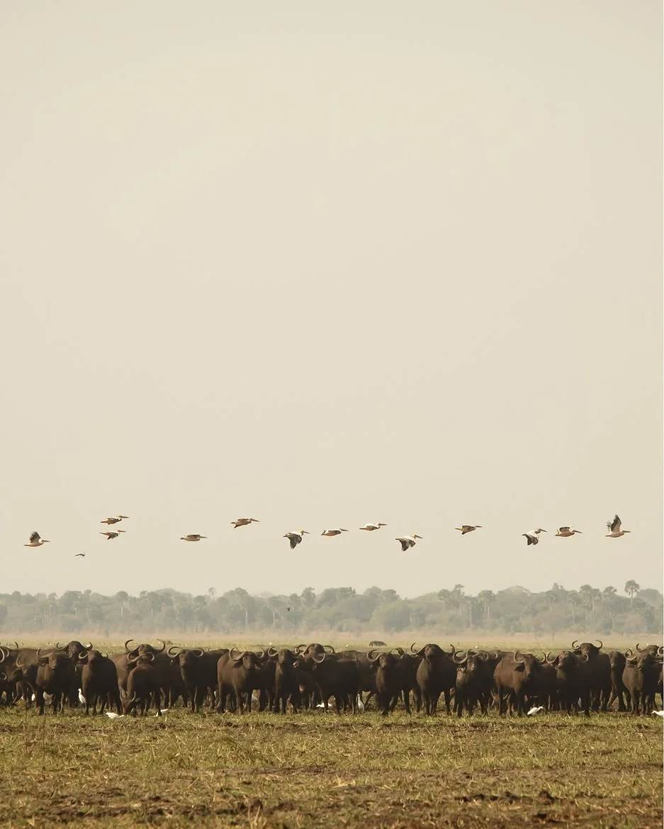 4 Days Big 5 Tanzania Safari